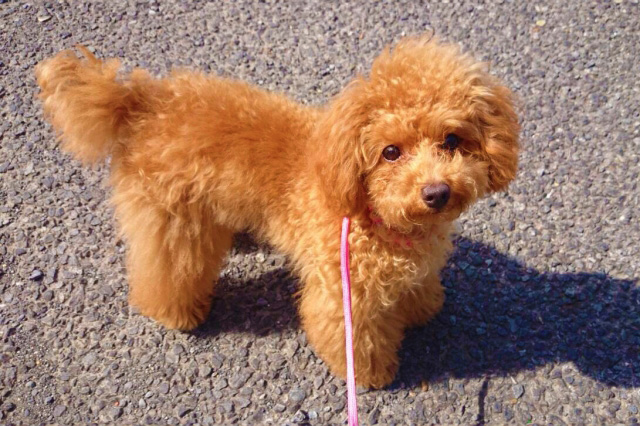 WANDOGのトリマー パート求人（東京都世田谷区中町のサロン）