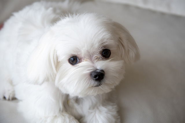 ハシモト株式会社／PetSalon BONBON板橋店のトリマー 正社員求人（東京都板橋区高島平のサロン）
