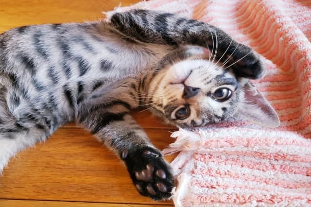 合同会社オアシスフィールド／オアシス動物病院のトリマー 正社員求人（東京都世田谷区世田谷の動物病院）
