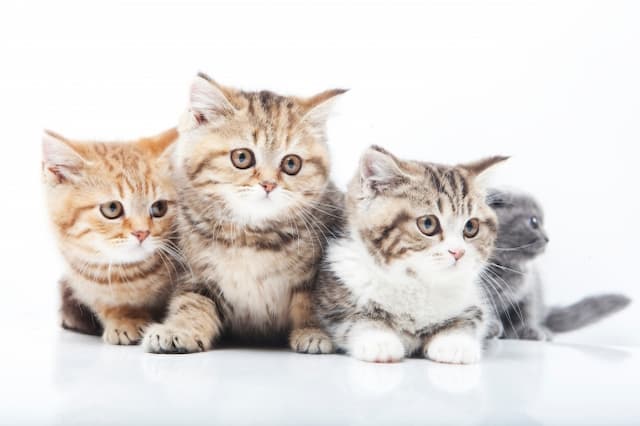 株式会社T-Vet／つるまき動物病院のトリマー 正社員求人（東京都世田谷区弦巻の動物病院）