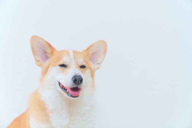ペットサロン＆カフェ fuwarinのトリマー 正社員求人（東京都三鷹市井の頭のサロン）