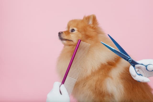 PET CARE CLINIC PILINAのトリマー 正社員求人（東京都世田谷区上野毛の動物病院）