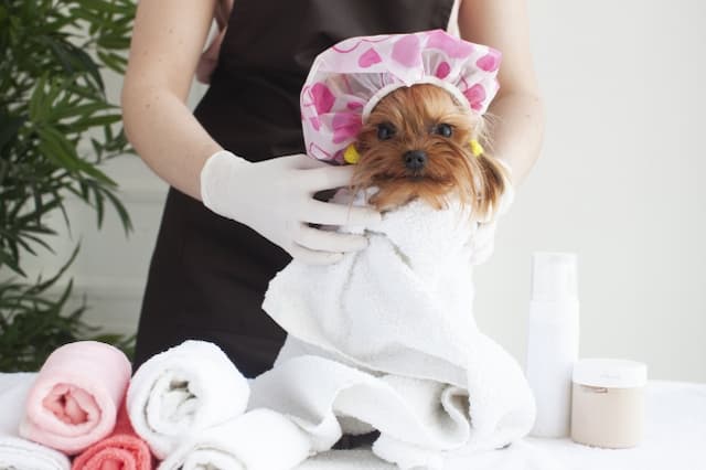 株式会社アミーゴ／DOG'S CARE JOKER 二子玉川店 CAREのトリマー 正社員求人（東京都世田谷区玉川のサロン）