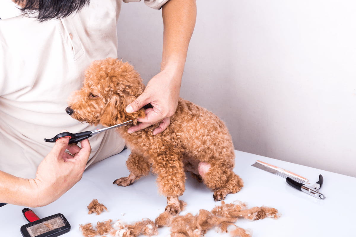 犬のトリマーの給料