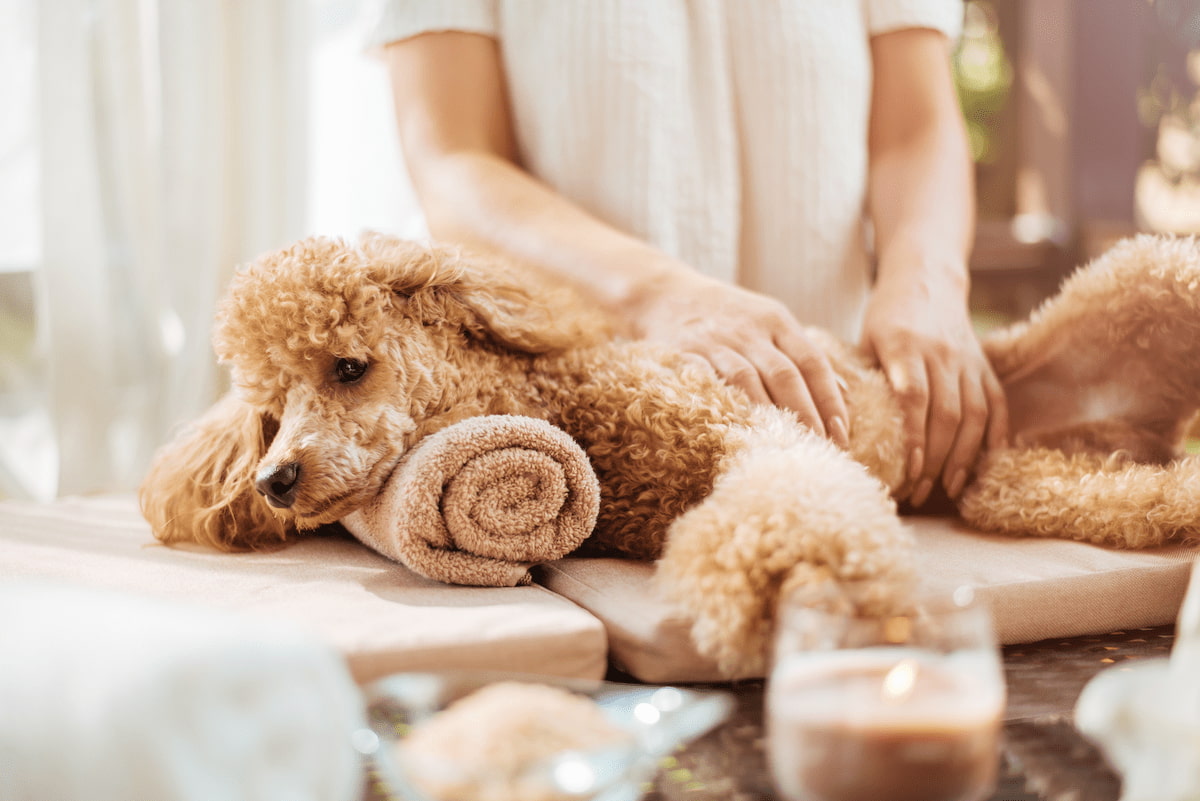 犬のトリマーになる主な方法