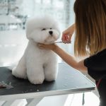犬のトリマーになるには？おすすめの資格や給料と主な3つの仕事内容