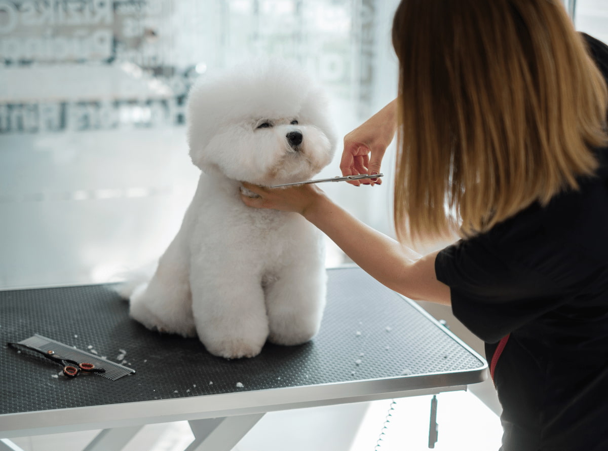 犬のトリマーになるには？おすすめの資格や給料と主な3つの仕事内容