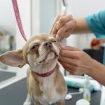 メディカルトリマーとは？主な仕事内容3つと必要なスキルや役立つ資格