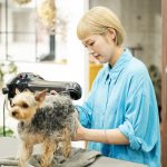 トリマーになるために必要な3つのこと！やりがいや大変なことも解説