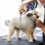 トリマーの1日とはどんな流れなのか？仕事のやりがいについても解説