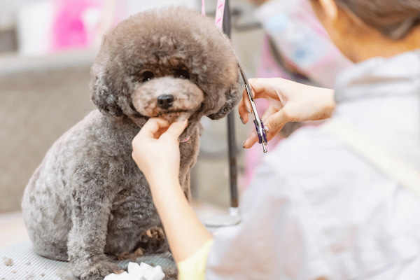 トリマーに向いている人の特徴5選