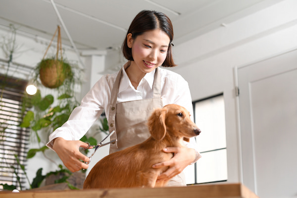 トリマーの仕事のやりがい4選