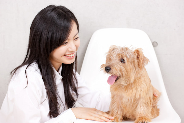 トリマーに向いている人の特徴5選！仕事内容とやりがいや向いてない人について
