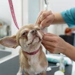 トリマーの離職率が高いと言われるのは本当？離職の理由5つと長く続ける工夫